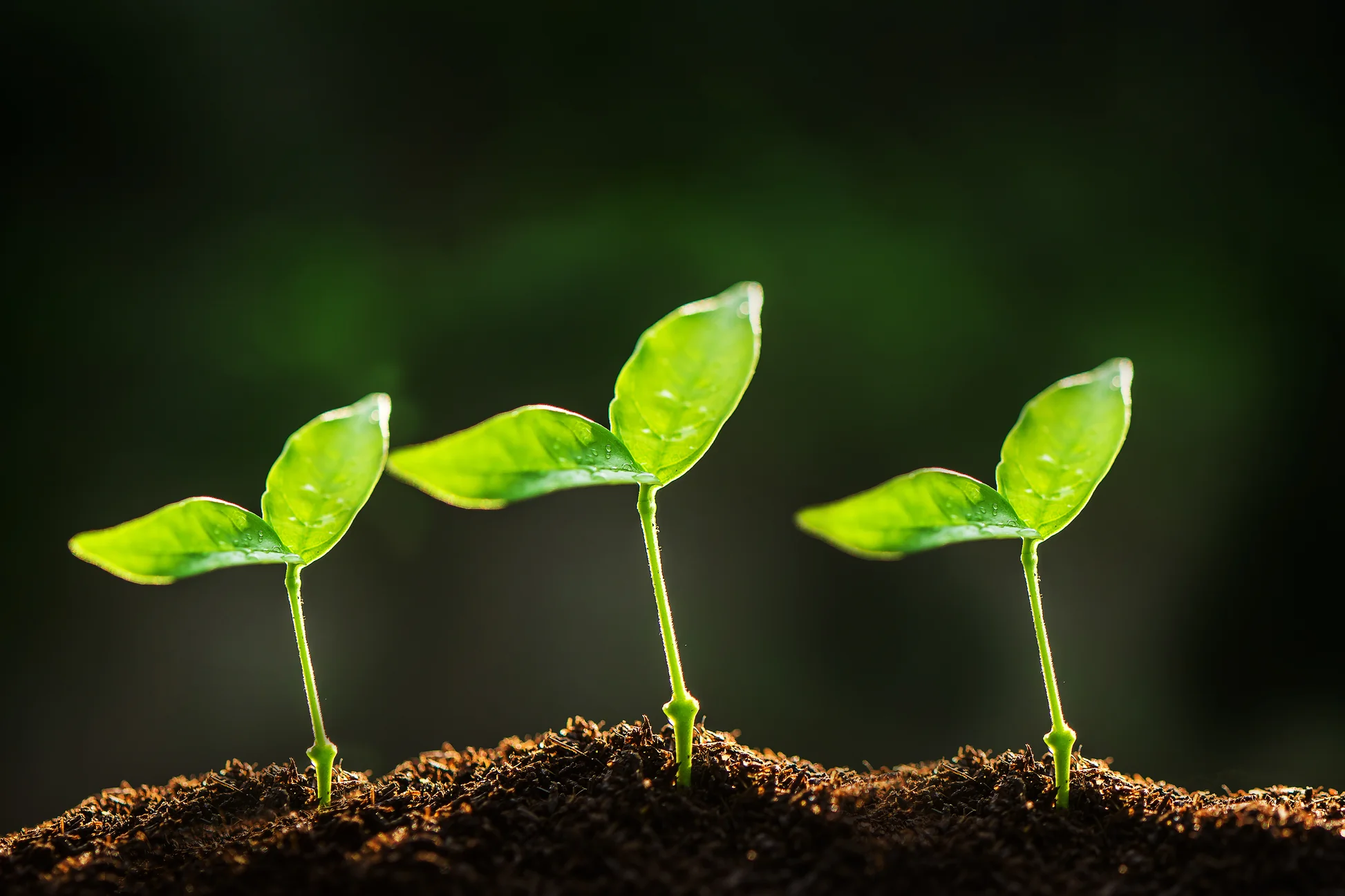 Botanical Breakthroughs: Genetic Paths to Sustainable Crops and Healing Plants