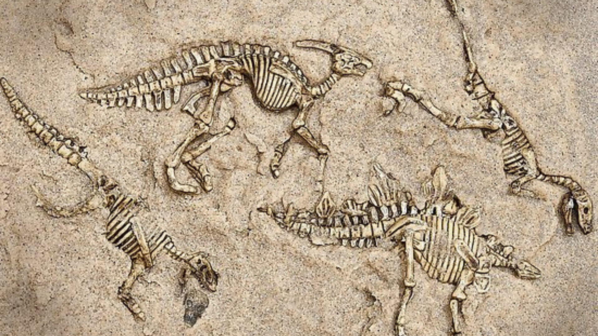 Ancient Footprints: Tracing the Steps of Dinosaurs Across Ages